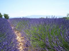 Lavender fields July 2007